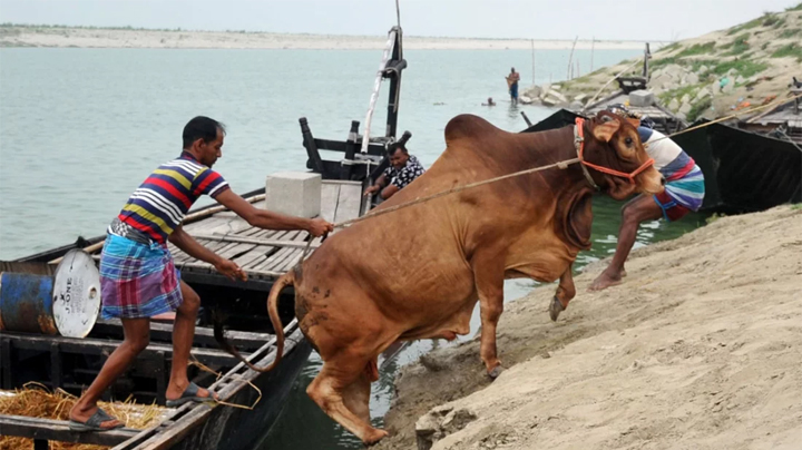 Native cows are coming down the banks of the Padma