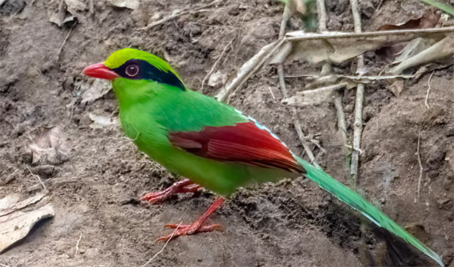 ফটিকছড়ি অভয়ারণ্যের পাখিরা