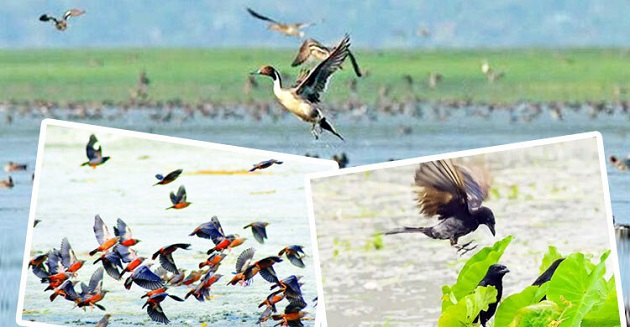 শীতে পরিযায়ী পাখিরা কীভাবে সহস্র মাইল পথ চিনে যায়-আসে?