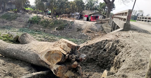 মসজিদে দান করতে সরকারি গাছ কাটলেন জামায়াত কর্মী