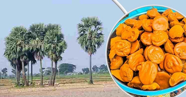 বাড়ছে তালের পাটালি গুড়ের চাহিদা
