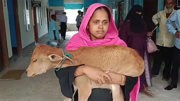 গাভী নিয়ে গেলেন বিএনপি নেতা, বাছুর কোলে আদালতে নারী