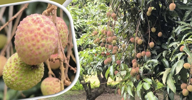 লিচুতে বদলে যাচ্ছে মানিকপুরের অর্থনীতি