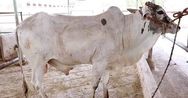 কোরবানির পশু কিনে ফেলার পর তাতে অংশীদার নেওয়া যাবে?