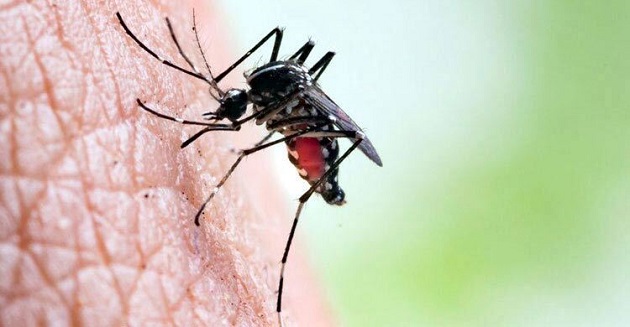 দেশে আরও ২৮ জন ডেঙ্গুতে আক্রান্ত