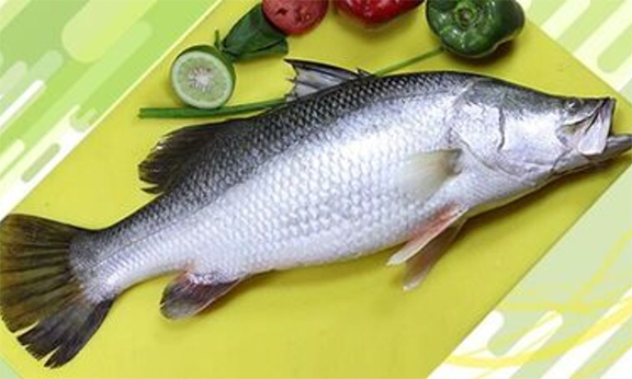 ভেটকি মাছ শরীরের জন্য কতটা উপকারী