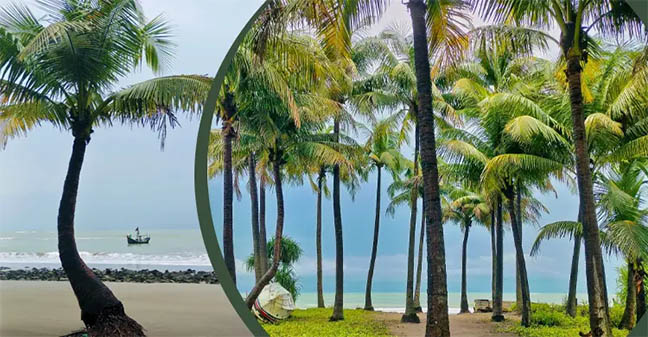 প্রবাল প্রাচীর, নীল সমুদ্র-সাদা বালুকায় মুগ্ধতা ছড়াচ্ছে সারি সারি নারিকেল গাছ