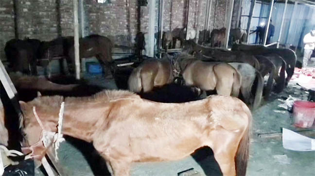 প্রতি রাতে রাজধানীসহ বিভিন্ন স্থানে সরবরাহ করা হতো ৩০-৪০টি ঘোড়ার মাংস