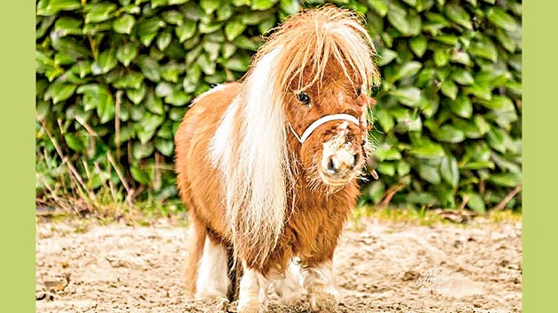 বিশ্বের সবচেয়ে ছোট ঘোড়া ‘পুমুকেল’