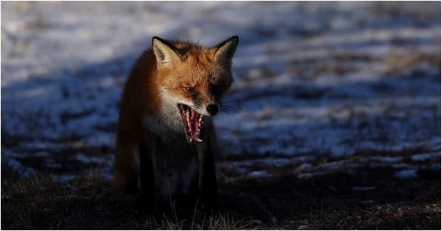 নারীকে শেয়ালের কামড়: নিউ জার্সির বাসিন্দাদের ব্যাপক সতর্ক থাকার আহ্বান