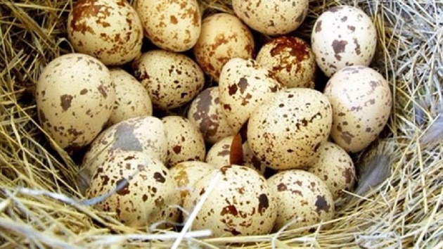 সকালে কোয়েলের ডিম খেলে পাবেন যত উপকার