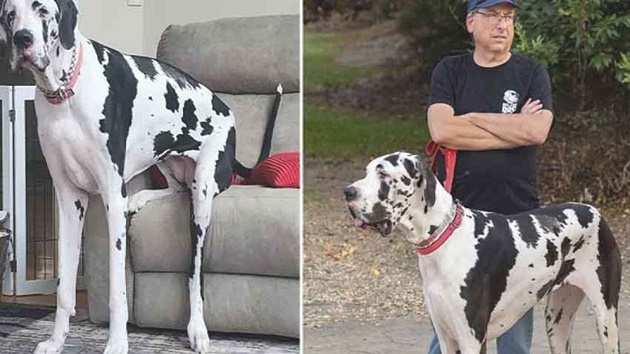 গিনেস রেকর্ডে যুক্তরাষ্ট্রের ‘মিনি’