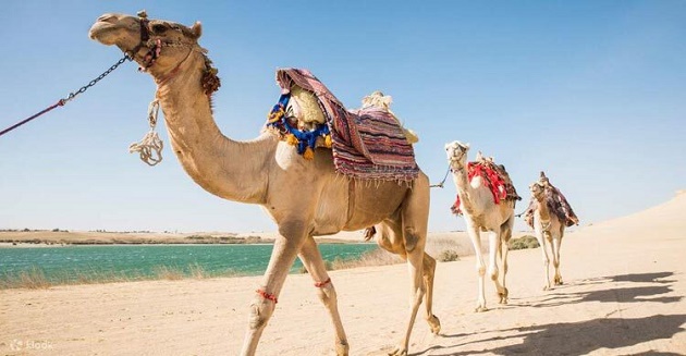 ‘উট পাসপোর্ট’ চালু করল সৌদি আরব