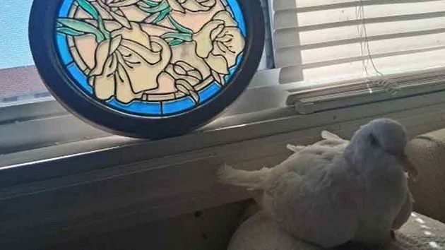 বিশ্বের সবচেয়ে বেশি বয়সী কবুতর যুক্তরাষ্ট্রের ‘সুগার’