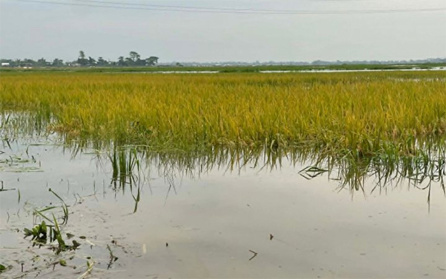 চোখের সামনে ডুবে গেলো ১০ হাজার হেক্টর ধান, কৃষকদের হাহাকার