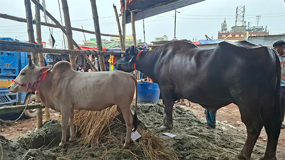 মহিষ কিনলে গরু ফ্রি