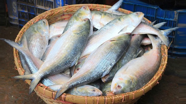 ভারত থেকে ইলিশ আমদানি বন্ধ করল বাংলাদেশ