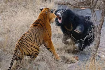 সন্তানকে বাঁচাতে বাঘের সঙ্গে ভালুকের লড়াই