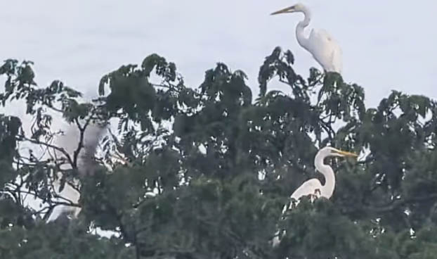 ‘বকের বাড়ি’