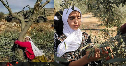 ফিলিস্তিনিদের সঙ্গে জলপাইগাছের ইতিহাস