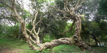 ঢাকার অদূরে মোগল আমলে লাগানো খিরনিগাছ