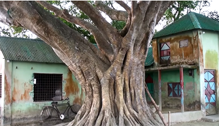 প্রকৃতির আঁচলে নরসিংদীর কৃষক নুরুলের বাড়িটি যেন শান্তির প্রতীক