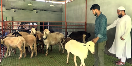 বাণিজ্যিক ভাবে লালন পালন হচ্ছে মরুভূমির পশু দুম্বা