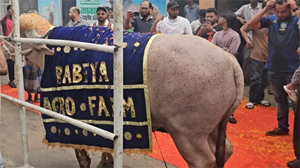 ভাইরাল মহিষ ‘ডোনাল্ড ট্রাম্পকে রাজকীয় বিদায়